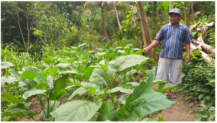 Optimalisasi Lahan Terbatas Sebagai Lahan Pangan